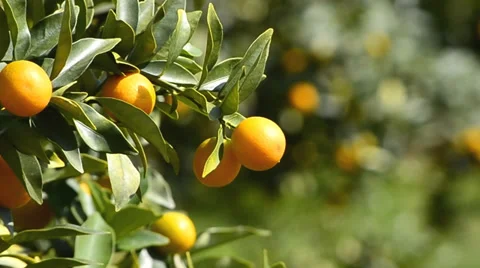 Orange on tree in garden plant (pan shot) Видео 36310103