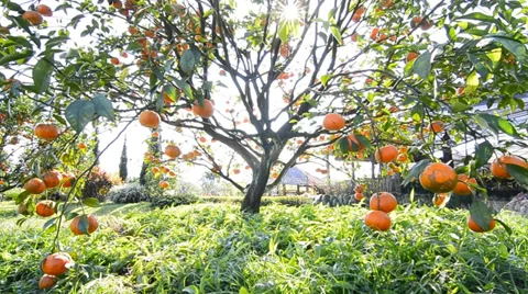 Orange tree in garden plant (pan handheld shot) Stock Footage 36393841