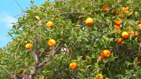 Orange tree in Granada, Spain 库存影片 211542123
