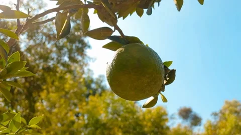 Orange tree with green fruit. Stock-Footage 166692306
