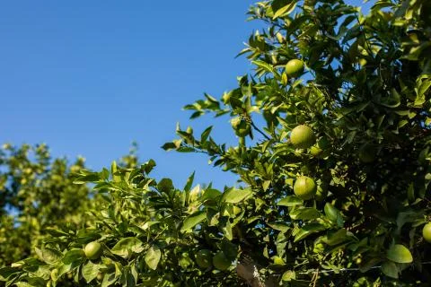 Orange tree with green oranges Stock Photos