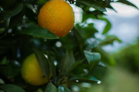 Orange tree with green oranges Stock Photos