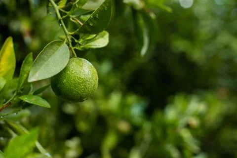 Orange tree with green oranges Fotos Stock