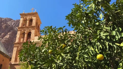 Orange tree growing inside Saint Catherine Monastery gardens with bell tower and Vidéo 341650521