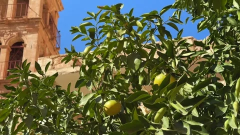 Orange tree growing inside Saint Catherine Monastery gardens with bell tower and Vidéo 341650605
