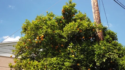Orange tree growing next to telephone pole in slow motion Video stock 128411357