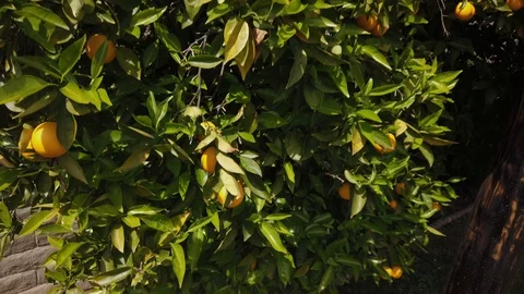 Orange tree growing next to telephone pole in slow motion Stock Footage 128442424