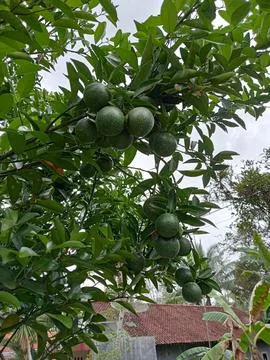 Orange tree growing Stock Photos