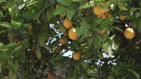 Orange Tree Hanging Fruit Sunny Day 4k Stock Footage 89251755