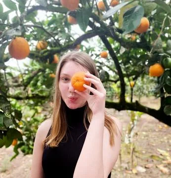 Orange tree at harvest time Stock Photos