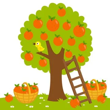 Orange tree harvesting. Vector Illustration Stock Illustration