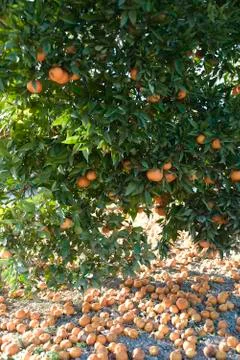 Orange tree heavy with fruit surrounded by fallen rotting fruit on ground Stock Photos