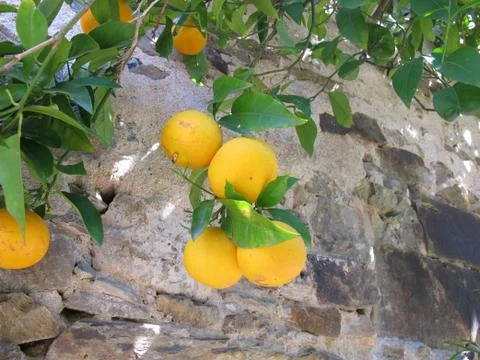 Orange tree on a house wall Stock Photos