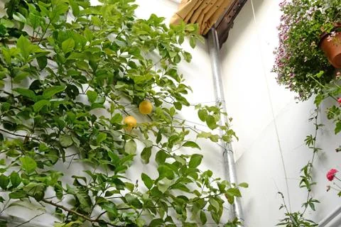 Orange tree on a house wall Stock Photos