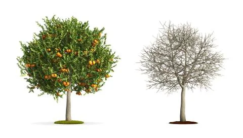 Orange tree. Stock Illustration