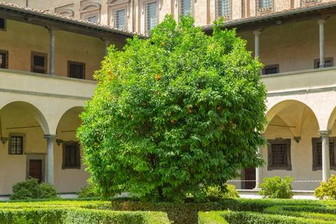 Orange Tree inside Basilica of San Lorenzo Garden in Firenze, Italy Stock Photos