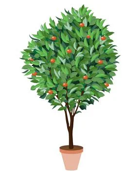 Orange tree isolated on black background. Houseplant. Vector illustration EPS Stock Illustration