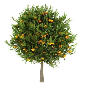 Orange tree isolated on white background Stock Illustration