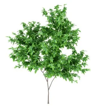 Orange tree isolated on white background. 3d illustration Stock Illustration