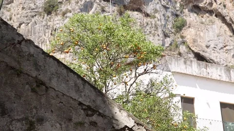 Orange tree in Italy Stock Footage 78114821