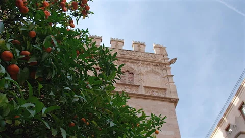Orange tree at the La Lonja or The Silk Exchange, Valencia, Spain Video stock 297283252