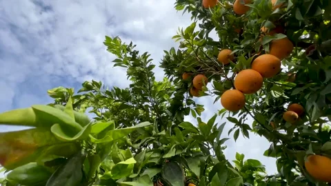 An orange tree laden with ripe fruit Video stock 313267256