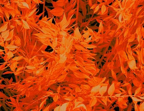 Orange Tree Leaf Flora Background Stock Photos