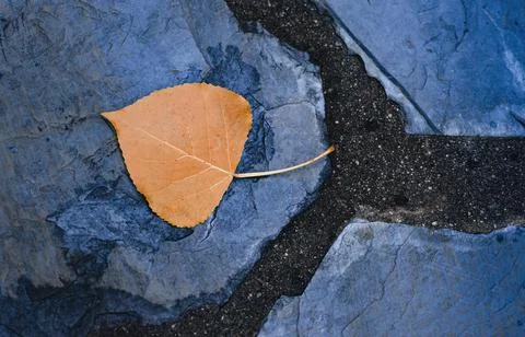 Orange tree leaf. Stock Photos