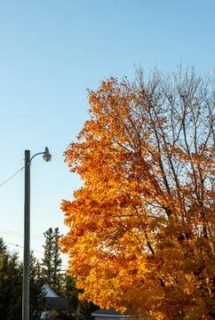 Orange tree leaves in the fall Stock Photos