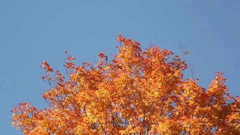 ORANGE TREE LEAVES Video stock 181006752