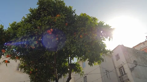 Orange Tree Lisbon Alfama back light Video stock 91010907