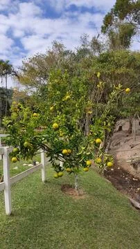 Orange tree loaded with fruit Stock Photos