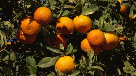 Orange tree, Mallorca (Majorca), Balearic Islands, Spain, Europe Stock Footage 92854950