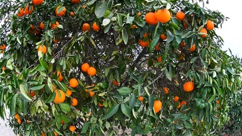 Orange tree in motion.Video is made with a fish eye. Stock Footage 87470764