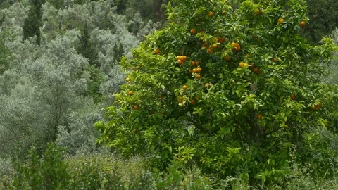 Orange Tree in Nature Stock Footage 77353871