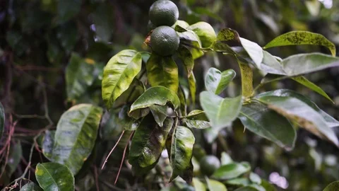 Orange tree. Not ripe oranges hang on the branches. 4k 動画素材 99403390