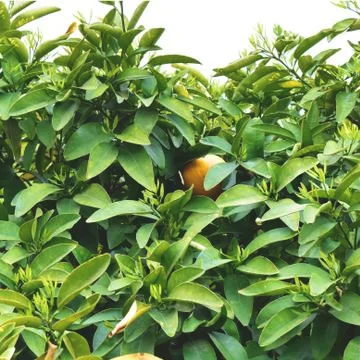 Orange tree with only one orange peeking through Foto stock