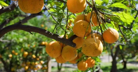 Orange tree in orange garden Stock Footage 234798134