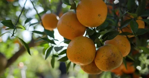 Orange tree in orange garden Stock Footage 238950282