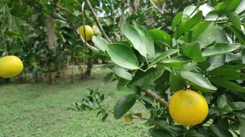 Orange tree with oranges and leaves 動画素材 281528327