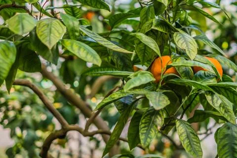 An orange  tree with oranges on the branch 스톡 사진