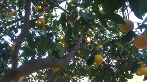 Orange tree with oranges 스톡 동영상 127546268