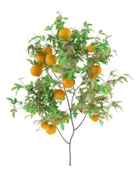 Orange tree with oranges isolated on white background. 3d illustration Stock Illustration