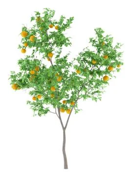 Orange tree with oranges isolated on white background. 3d illustration Illustrazione stock