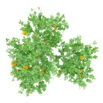 Orange tree with oranges isolated on white background. top view. 3d illustrat Stock Illustration