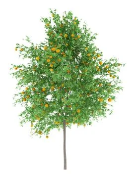 Orange tree with oranges isolated on white background. 3d illustration Stock Illustration