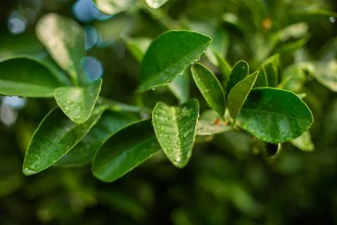 Orange tree with oranges Stock Photos