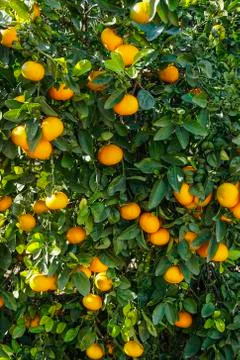Orange Tree  Orchard Stock-Fotos