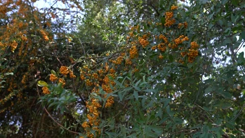 An orange tree with other trees behind Stock Footage 139508998