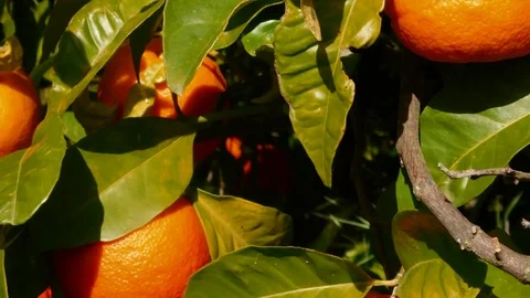 Orange tree outdoors Stock Footage 97400736